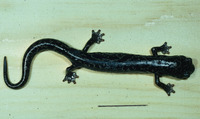 : Bolitoglossa franklini