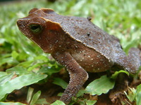 : Bufo margaritifer