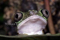 : Hylomantis lemur