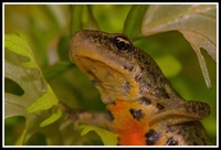 : Lissotriton boscai; Bosca's Newt