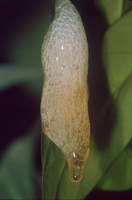 : Polypedates longinasus; Sharp-snout Saddled Tree Frog