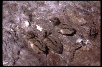 : Haematopus palliatus; American Oystercatcher