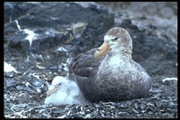 : Macronectes giganteus; Antarctic Giant Petrel