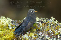 : Metallura baroni; Violet-throated Metaltail Hummingbird