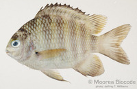 : Abudefduf septemfasciatus