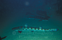 : Triakis semifasciata; Leopard Shark