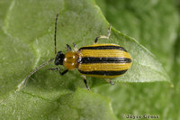 : Acalymma vitatum; Striped Cucumber Beetle