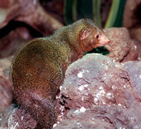 : Helogale parvula; Dwarf Mongoose