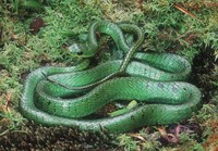 : Chirionus monticola; Green Whipsnake