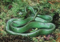 : Chirionus monticola; Green Whipsnake