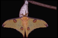 : Argema mittrei; Comet's-tail Moth