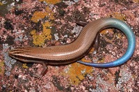 : Eumeces callicephalus; Mountain Skink