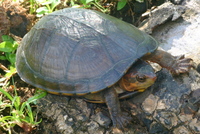: Kinosternon scorpioides; Red-cheeked Mud Turtle