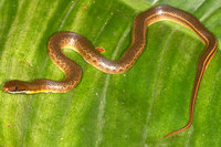 : Liophis reginae