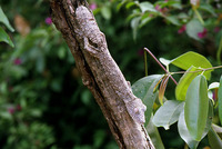 : Uroplatus fimbriatus; Leaf-tailed Lizard