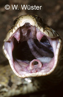 : Waglerophis merremi; Wagler's Snake