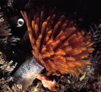 : Eudistylia polymorpha; Feather-duster Worm