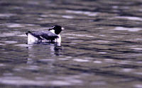 Study of an Ancient Murrlet (Synthliboramphus antiquus) feeding in a quite inlet in Atka Bay, An...