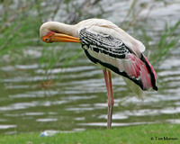 Painted Stork