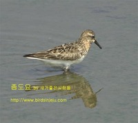 좀도요  Red-necked stint