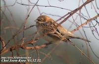 Fig. 1. Pallas's Reed Bunting : 북방검은머리쑥새