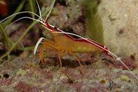 Lysmata amboinensis - Cleaner Shrimp