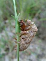 Cicada orni