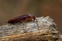 Periplaneta americana - American Cockroach