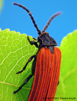 Pyropterus nigroruber