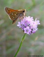 Hesperia comma - Silver-spotted Skipper