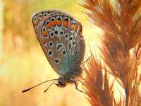 Polyommatus icarus - Common Blue