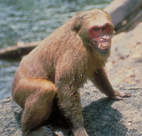 Stump-tailed macaque (Macaca arctoides)