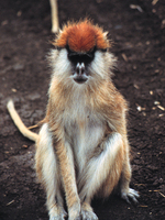 Patas monkey (Erythrocebus patas)