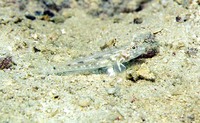 Fusigobius neophytus, Common fusegoby: aquarium