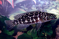 Lepidiolamprologus kendalli, : aquarium