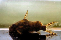 Synodontis contractus, Bugeye squeaker: aquarium