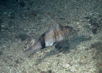 Serranus auriga, :