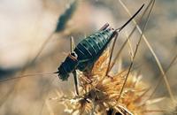 Ephippiger discoidalis