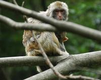 Image of: Macaca mulatta (rhesus monkey)