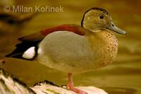 Callonetta leucophrys - Ringed Teal