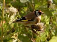 Carduelis carduelis - European Goldfinch