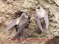 Riparia riparia - Bank Swallow