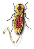 Image of: Zopherus chilensis