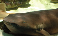 Ginglymostoma cirratum - Carpet Shark