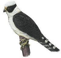 Image of: Herpetotheres cachinnans (laughing falcon)