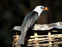 Image of: Hypsipetes leucocephalus (black bulbul)