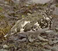 Image of: Lagopus leucura (white-tailed ptarmigan)