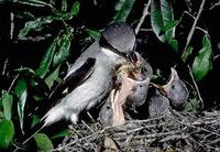 Image of: Lanius ludovicianus (loggerhead shrike)