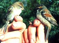 Image of: Passer moabiticus (Dead Sea sparrow)