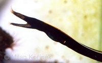 Rhinomuraena quaesita - Black Leafnosed Moray Eel